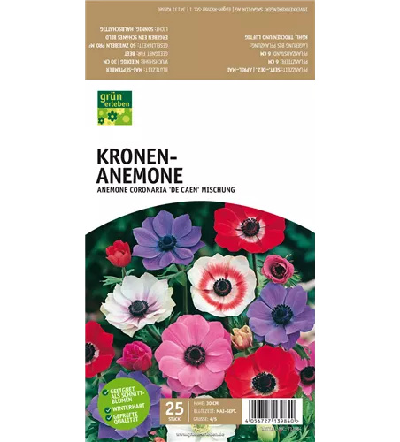 Kronen-Anemone