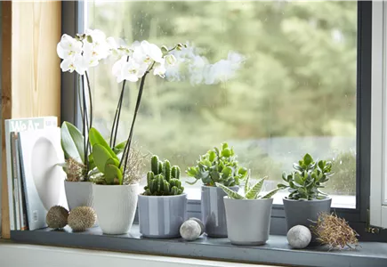 ZIMMERPFLANZEN ZIMMERPFLANZEN