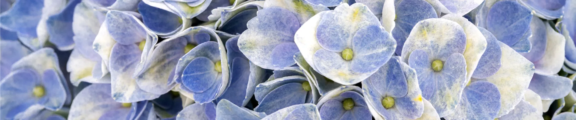 Hydrangea macrophylla 'Magical Revolution'®, blau