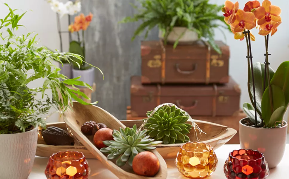 Aktuelles - Die besten Dekotipps! Aktuelles - Die besten Dekotipps!