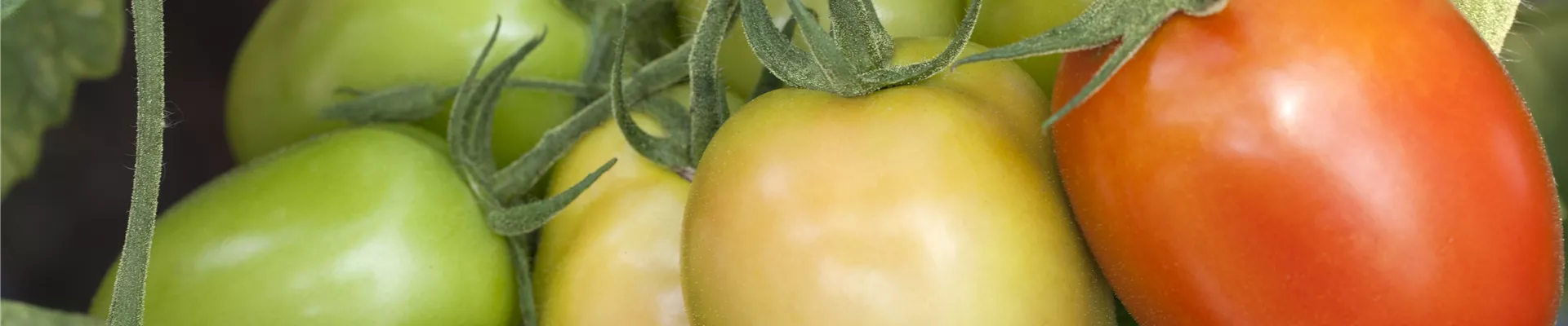 Solanum lycopersicum, pflaumenförmig