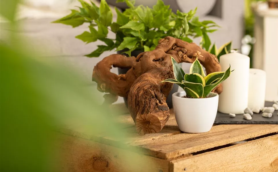 Dekoration - Die richtige Deko machts's! Dekoration - Die richtige Deko machts's!