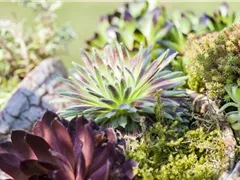 DAS SEMPERVIVUM!