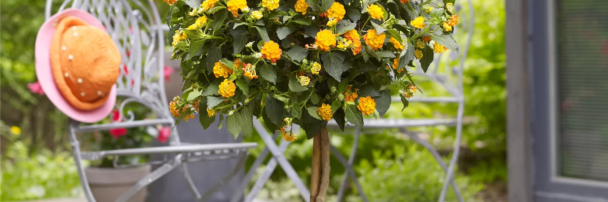 WIE GEHT... KüBEL BEPFLANZEN?