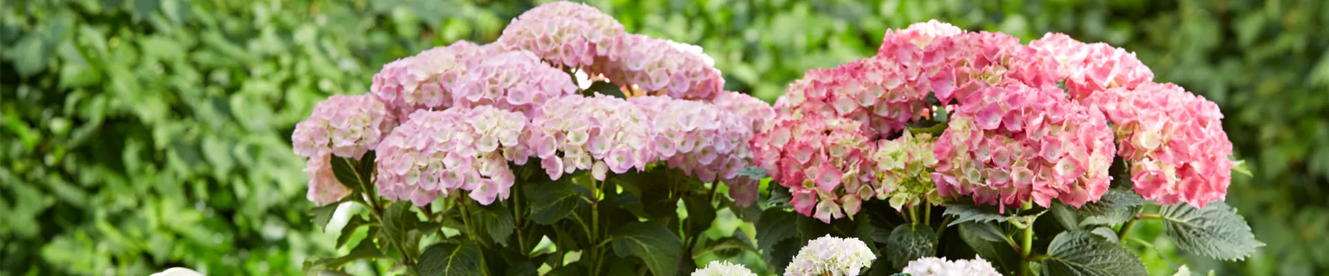 HORTENSIENPRACHT LEICHT GEMACHT!