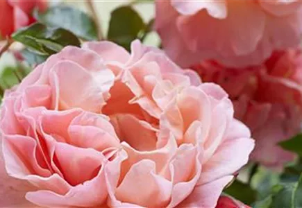 ZIERGARTEN ZIERGARTEN