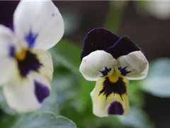 Hornveilchen - Einpflanzen im Garten