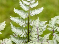 PFLANZEN IM BADEZIMMER!