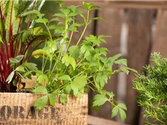 KRäUTER AUF DEM BALKON!