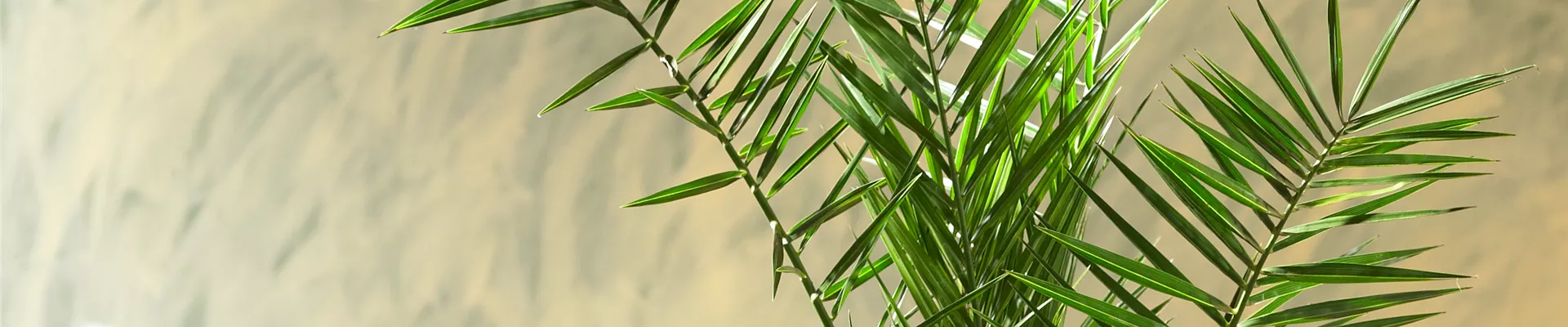 KANARISCHE DATTELPALME