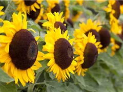 DIE TOP 8 DER HERBSTBLUMEN