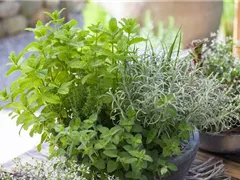 MIT FRISCHEN KRäUTERN IN DEN FRüHLING