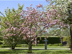 OBSTGEHöLZE RICHTIG SCHNEIDEN