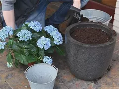 Hortensien - Einpflanzen in ein Gefäß