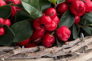 Scheinbeere Scheinbeere