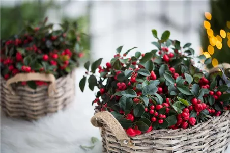 DIE SCHEINBEERE DIE SCHEINBEERE