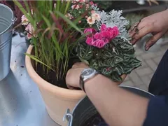 Blumenkübel - Bepflanzung für den Herbst