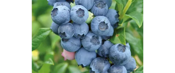 GESUND UND LECKER! GESUND UND LECKER!