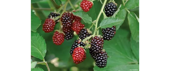 GESUND UND LECKER! GESUND UND LECKER!