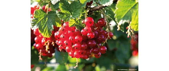 GESUND UND LECKER! GESUND UND LECKER!