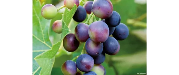 GESUND UND LECKER! GESUND UND LECKER!