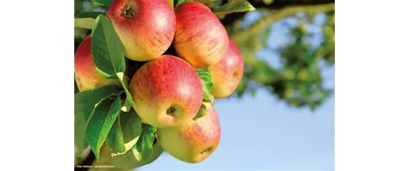 GESUND UND LECKER! GESUND UND LECKER!