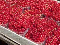 GäRTEN FüR NASCHKATZEN