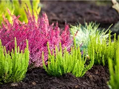 DER HEIDEGARTEN!