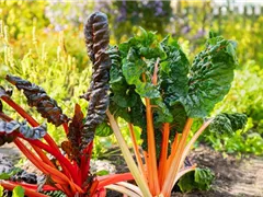 DAS GROSSE COMEBACK DER ALTEN GEMüSESORTEN