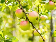 STREUOBSTWIESE - GESUNDHEIT ZUM SELBERPFLüCKEN
