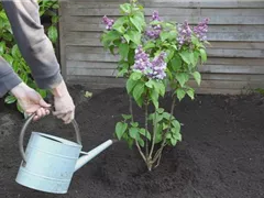 Flieder - Einpflanzen im Garten