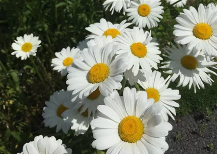 Sommermargerite