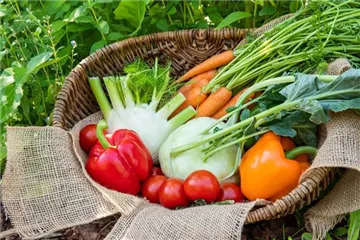 Anzucht: Vor die Tür gesetzt