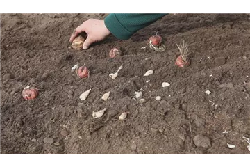 AUS DER KNOLLE KOMMT DAS TOLLE! AUS DER KNOLLE KOMMT DAS TOLLE!