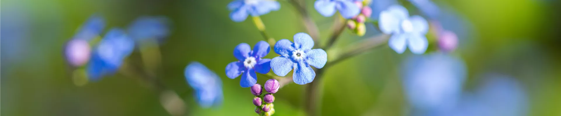 Brunnera macrophylla