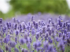 PFLANZE DES MONATS JUNI: LAVENDEL