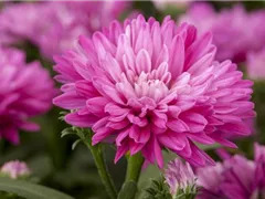 ASTERN - DIE STARS IM GARTEN