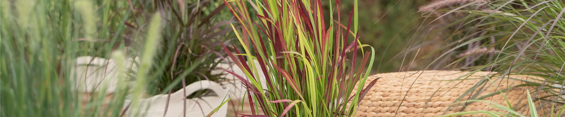Imperata cylindrica 'Red Baron'