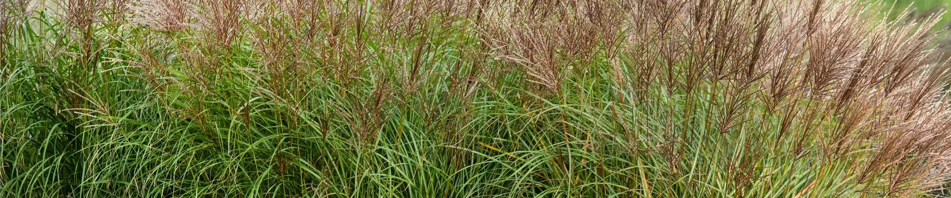 Miscanthus sinensis