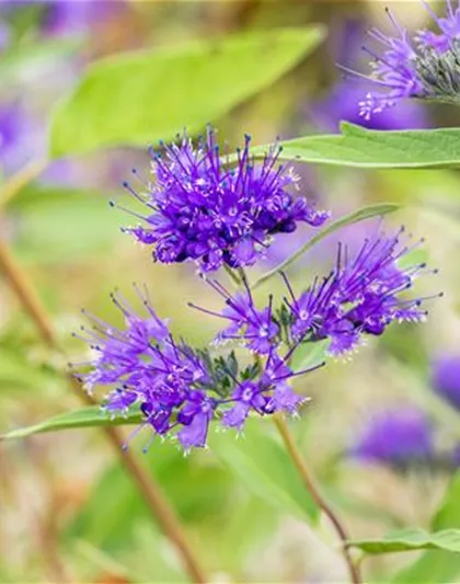 BARTBLUME
