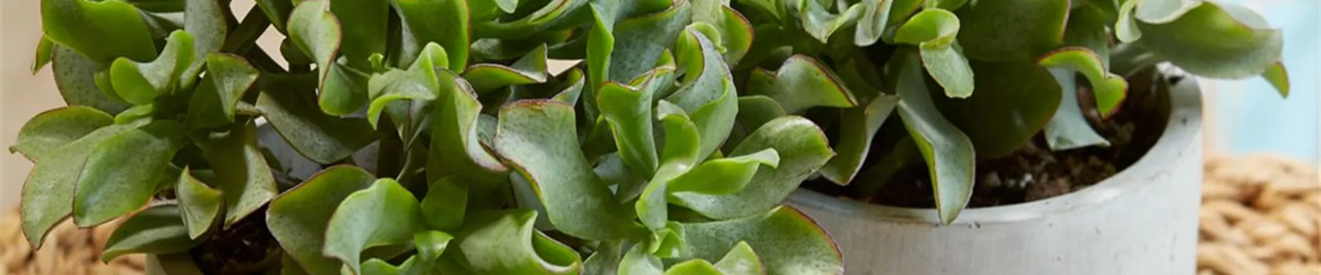 Crassula