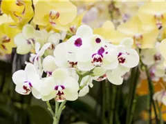 ORCHIDEEN: FREILANDAUFENTHALT IM SOMMER