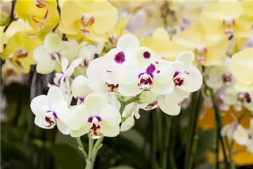 ORCHIDEEN: FREILANDAUFENTHALT IM SOMMER
