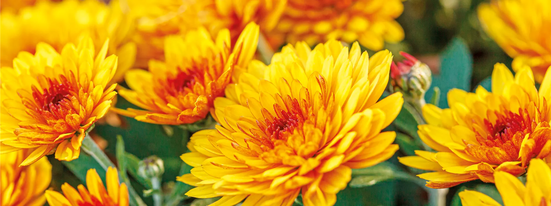 Chrysantheme