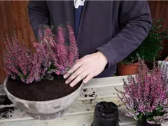 KNOSPENHEIDE - EINPFLANZEN IN EIN GEFÄSS
