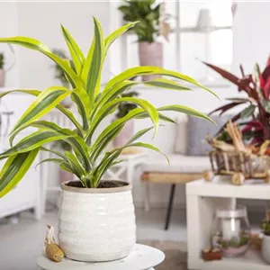 DIE PFLEGE VON ZIMMERPFLANZEN DIE PFLEGE VON ZIMMERPFLANZEN