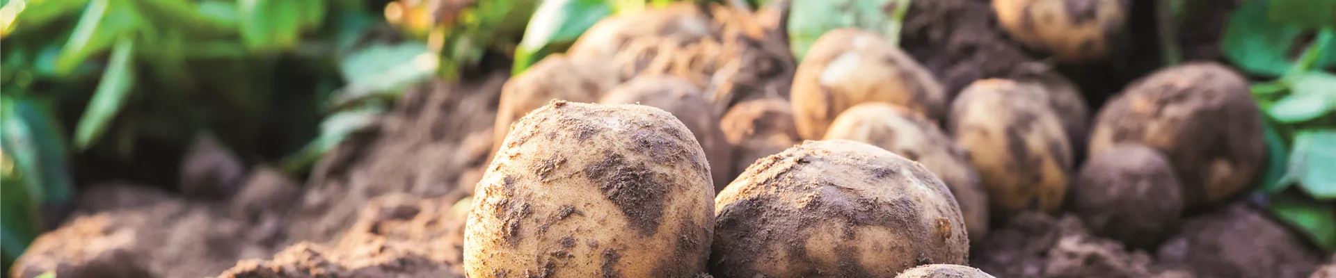 WIE GEHT... OMA'S SUPERFOOD?