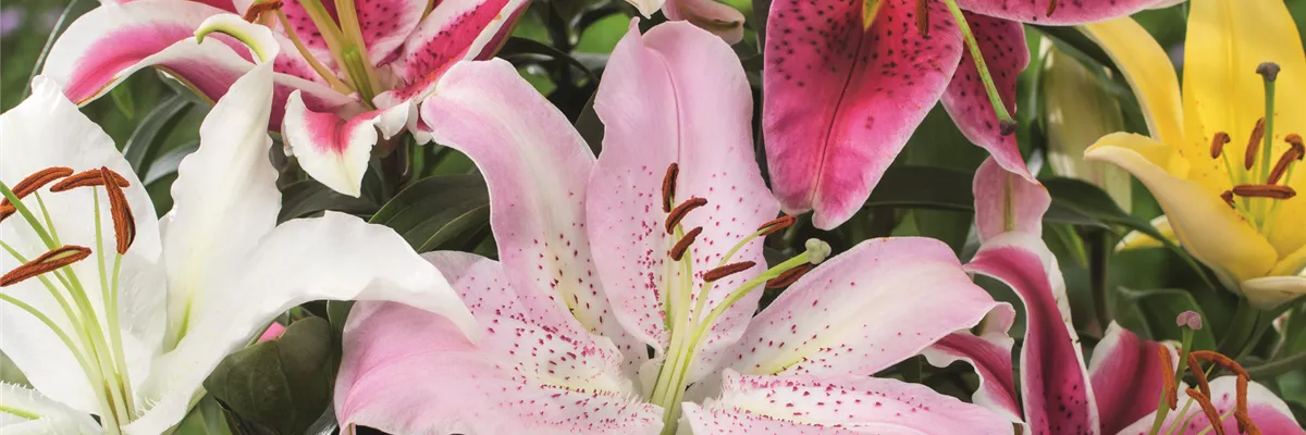 AUF DIE PLäTZE, GARTEN, LOS! 