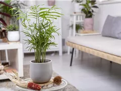 ZIMMERPFLANZENPFLEGE IM URLAUB?