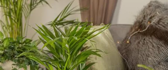 ZIMMERPFLANZENPFLEGE IM URLAUB? ZIMMERPFLANZENPFLEGE IM URLAUB?